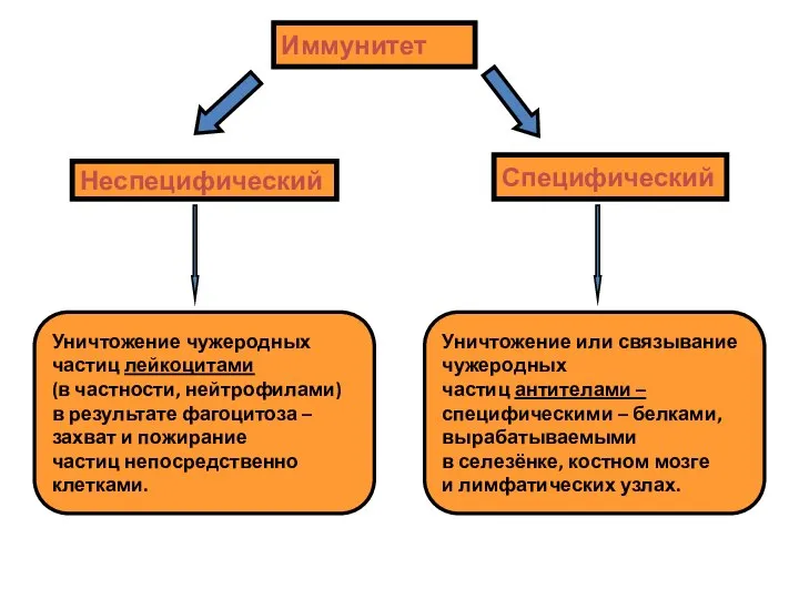 Иммунитет Неспецифический Специфический Уничтожение чужеродных частиц лейкоцитами (в частности, нейтрофилами) в