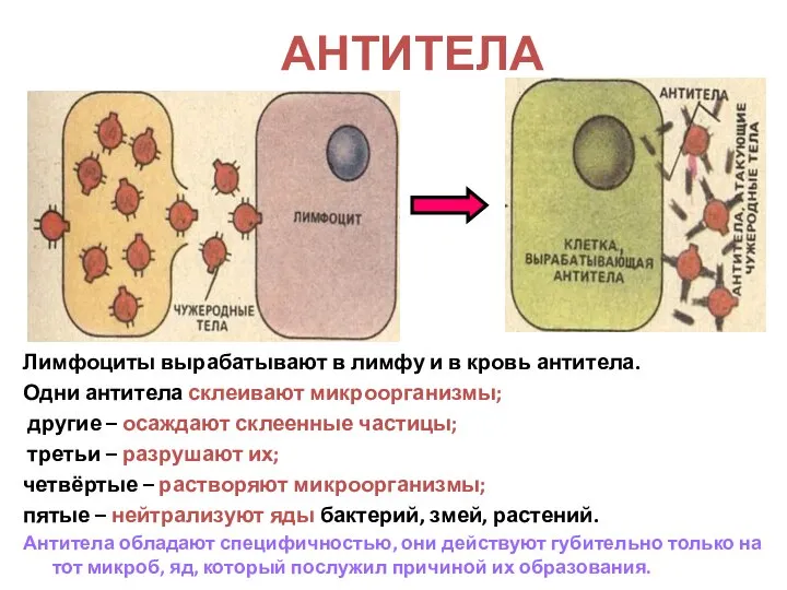 АНТИТЕЛА Лимфоциты вырабатывают в лимфу и в кровь антитела. Одни антитела