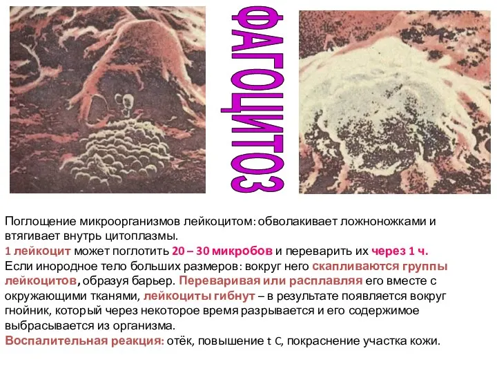 Поглощение микроорганизмов лейкоцитом: обволакивает ложноножками и втягивает внутрь цитоплазмы. 1 лейкоцит