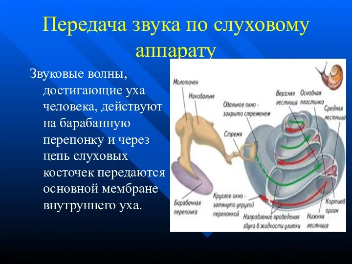 Передача звука по слуховому аппарату Звуковые волны, достигающие уха человека, действуют