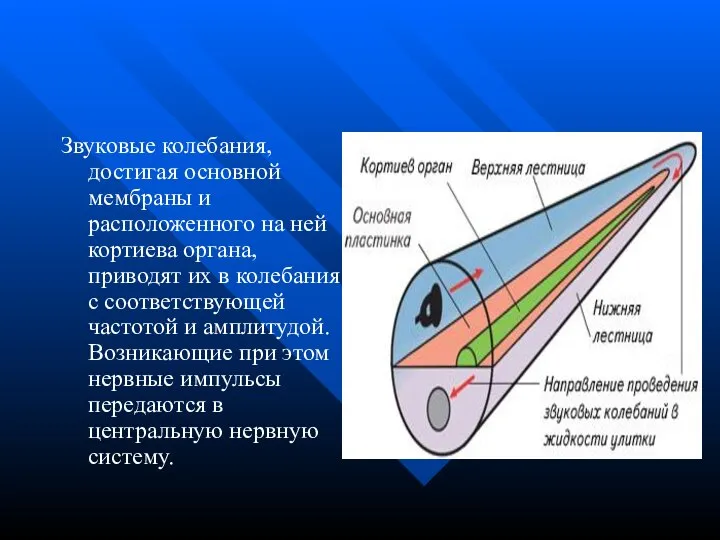 Звуковые колебания, достигая основной мембраны и расположенного на ней кортиева органа,