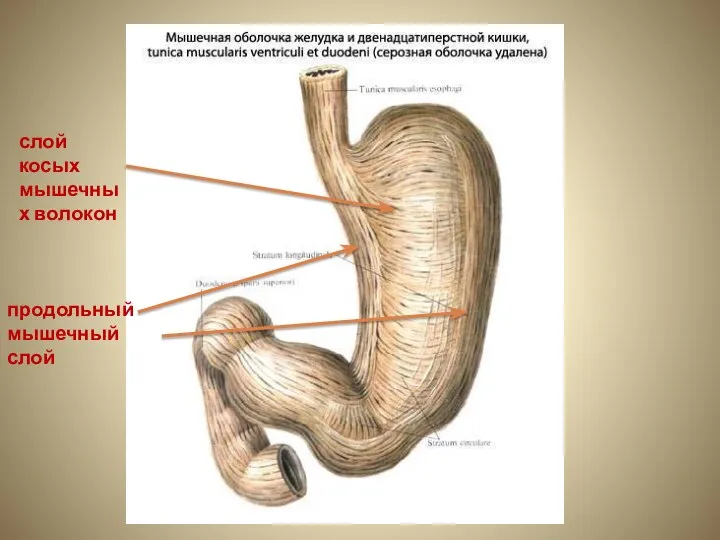 слой косых мышечных волокон продольный мышечный слой