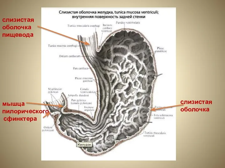 слизистая оболочка пищевода мышца пилорического сфинктера слизистая оболочка