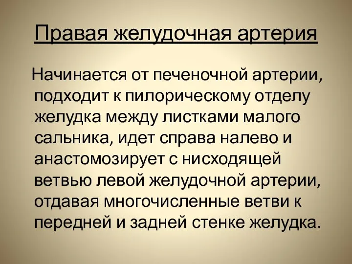 Правая желудочная артерия Начинается от печеночной артерии, подходит к пилорическому отделу