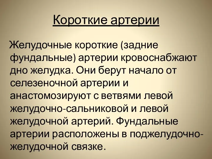 Короткие артерии Желудочные короткие (задние фундальные) артерии кровоснабжают дно желудка. Они