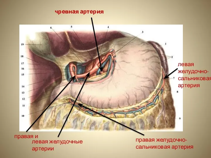 чревная артерия левая желудочные артерии правая и левая желудочно- сальниковая артерия правая желудочно-сальниковая артерия