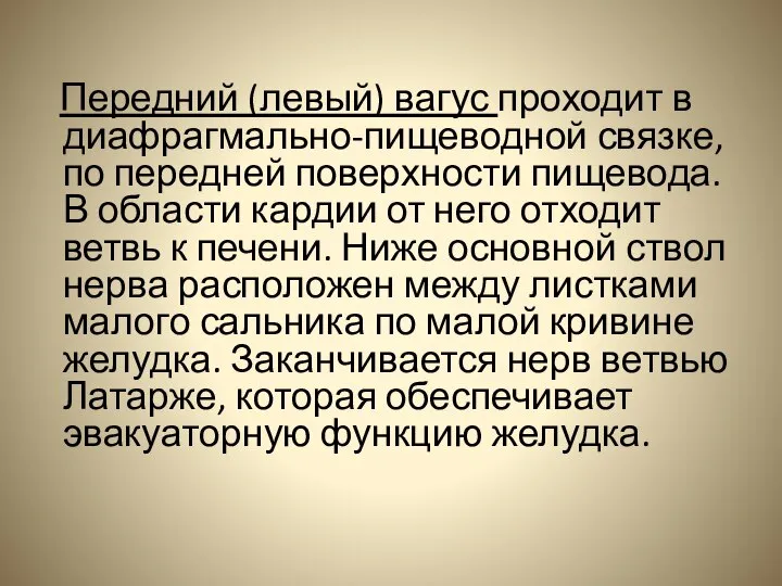 Передний (левый) вагус проходит в диафрагмально-пищеводной связке, по передней поверхности пищевода.