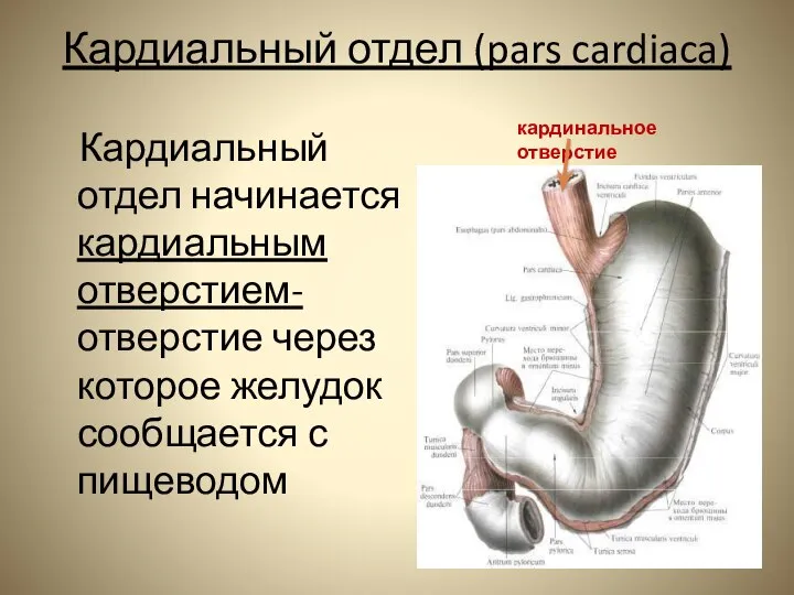 Кардиальный отдел (pars cardiaca) Кардиальный отдел начинается кардиальным отверстием- отверстие через