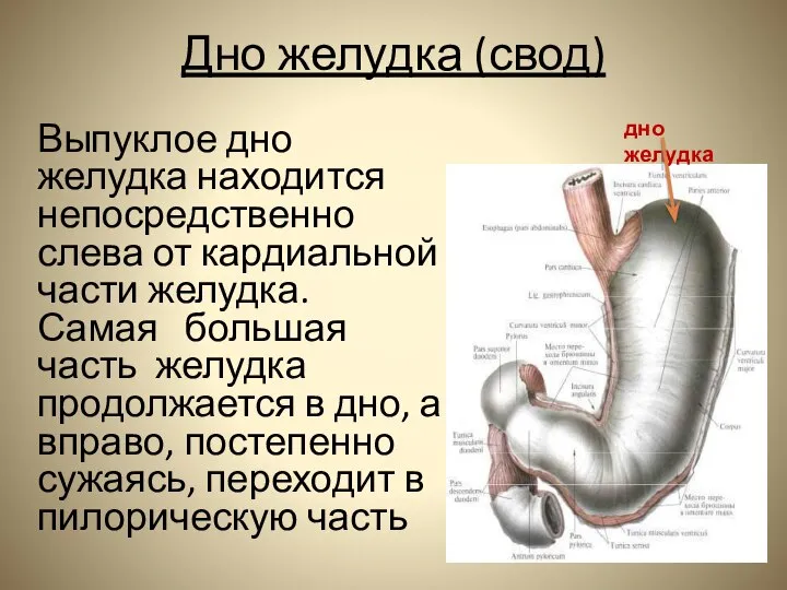 Дно желудка (свод) Выпуклое дно желудка находится непосредственно слева от кардиальной