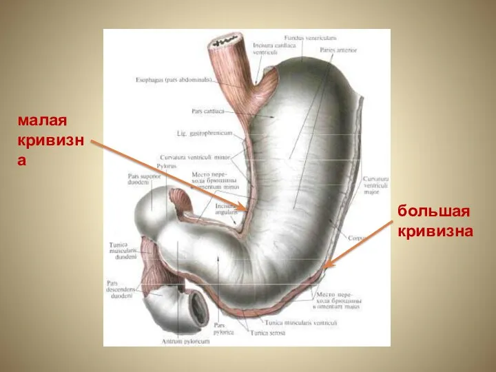 малая кривизна большая кривизна