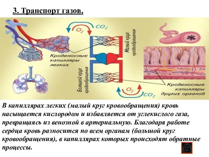 3. Транспорт газов. В капиллярах легких (малый круг кровообращения) кровь насыщается