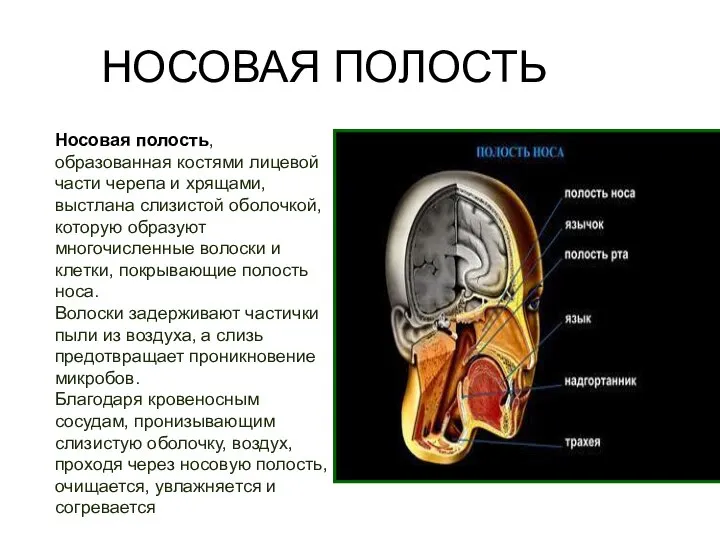 Носовая полость, образованная костями лицевой части черепа и хрящами, выстлана слизистой