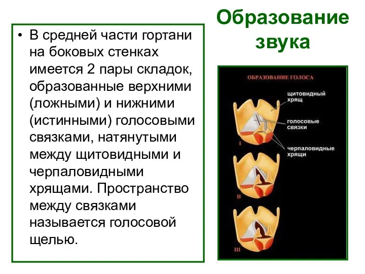 Образование звука В средней части гортани на боковых стенках имеется 2