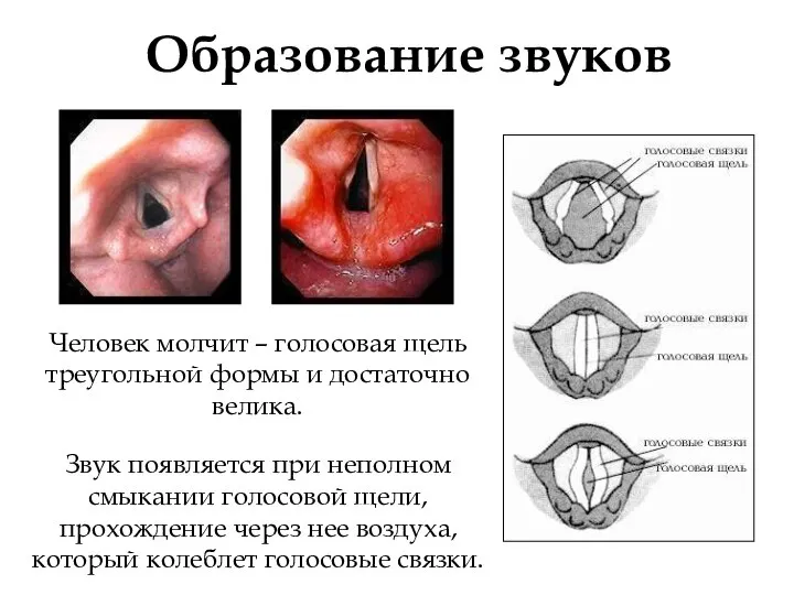 Образование звуков Человек молчит – голосовая щель треугольной формы и достаточно