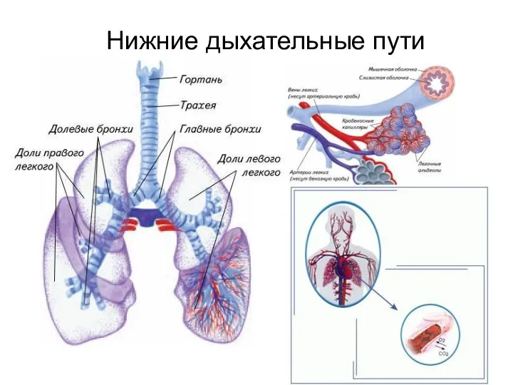 Нижние дыхательные пути