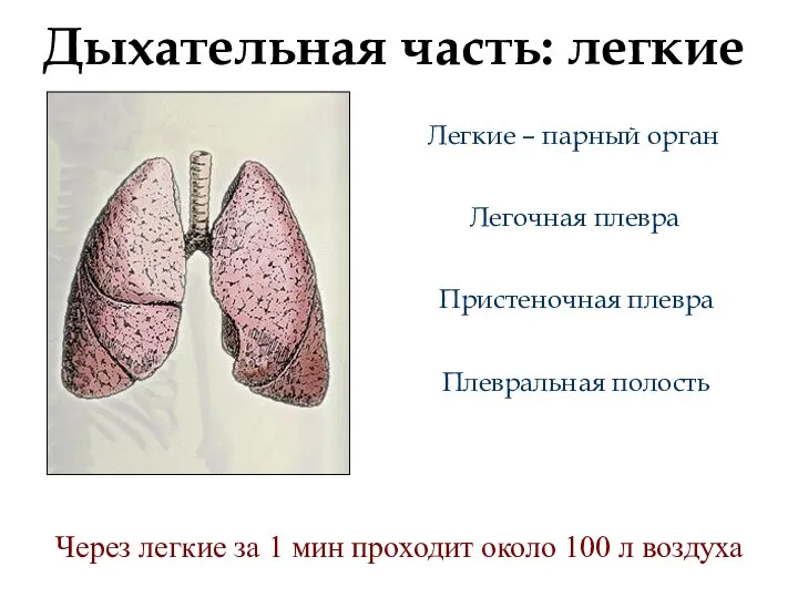 Дыхательная часть: легкие Легочная плевра Легкие – парный орган Пристеночная плевра