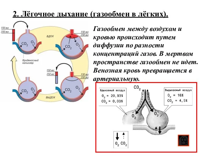 2. Лёгочное дыхание (газообмен в лёгких). Газообмен между воздухом и кровью