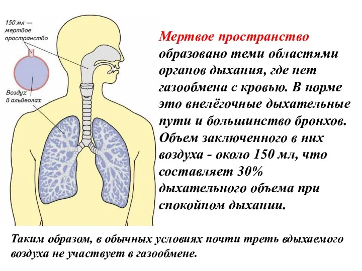 Мертвое пространство образовано теми областями органов дыхания, где нет газообмена с