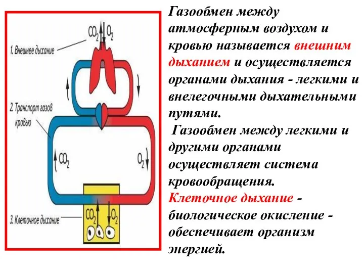 Газообмен между атмосферным воздухом и кровью называется внешним дыханием и осуществляется