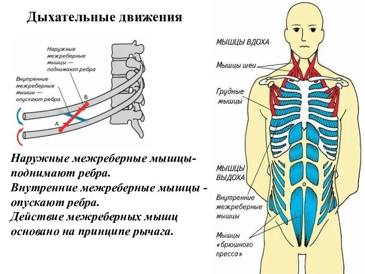 Наружные межреберные мышцы- поднимают ребра. Внутренние межреберные мышцы - опускают ребра.