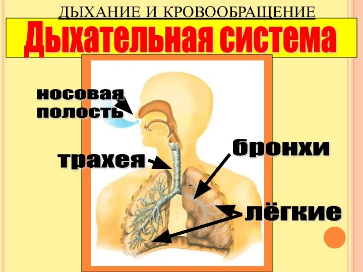 Дыхательная система трахея носовая полость бронхи лёгкие ДЫХАНИЕ И КРОВООБРАЩЕНИЕ