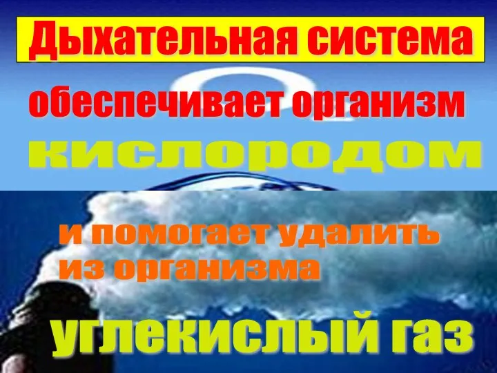 обеспечивает организм углекислый газ и помогает удалить из организма кислородом Дыхательная система