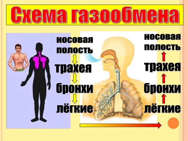 носовая полость трахея бронхи лёгкие лёгкие бронхи трахея носовая полость Схема газообмена