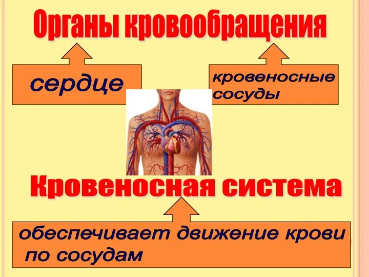 Органы кровообращения сердце кровеносные сосуды Кровеносная система обеспечивает движение крови по сосудам