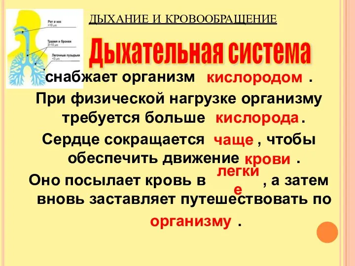 снабжает организм . При физической нагрузке организму требуется больше . Сердце