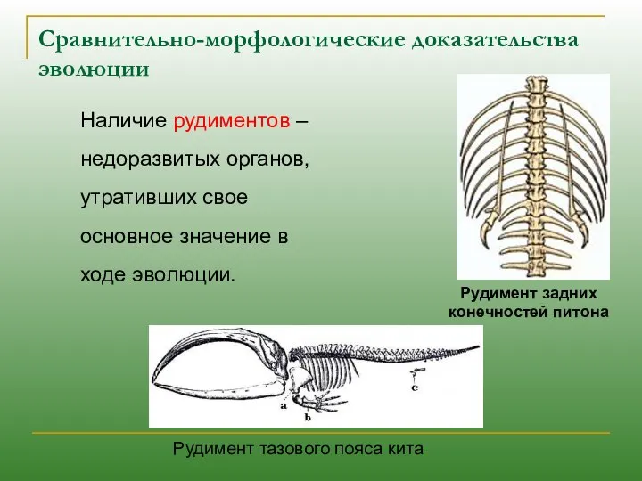 Наличие рудиментов – недоразвитых органов, утративших свое основное значение в ходе