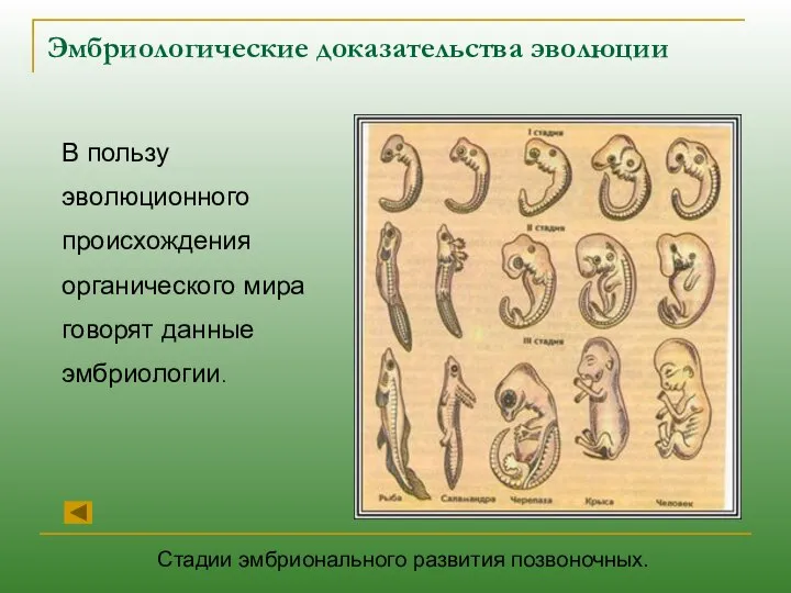 Эмбриологические доказательства эволюции В пользу эволюционного происхождения органического мира говорят данные эмбриологии. Стадии эмбрионального развития позвоночных.