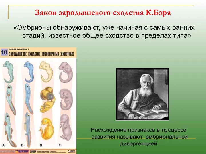 Закон зародышевого сходства К.Бэра «Эмбрионы обнаруживают, уже начиная с самых ранних