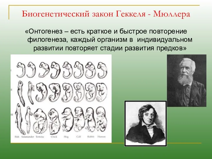 Биогенетический закон Геккеля - Мюллера «Онтогенез – есть краткое и быстрое