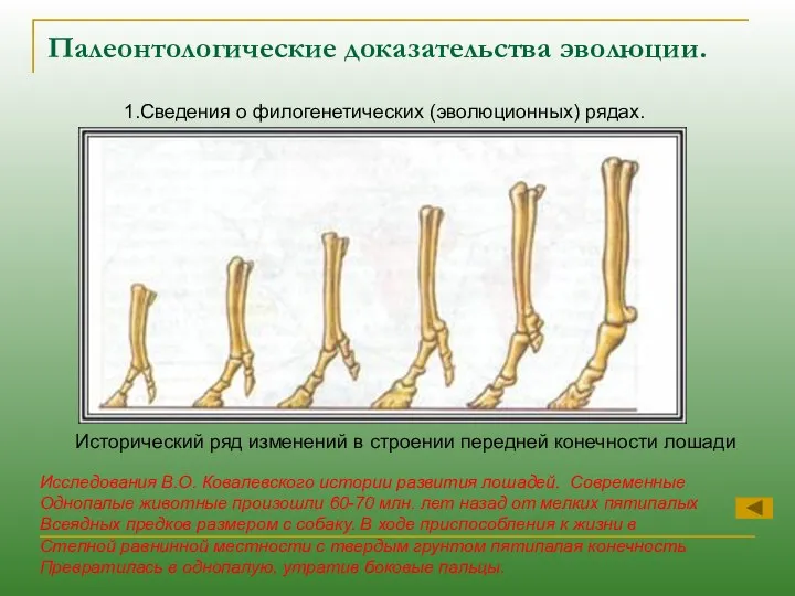 Палеонтологические доказательства эволюции. 1.Сведения о филогенетических (эволюционных) рядах. Исторический ряд изменений