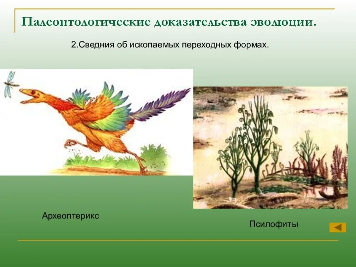 Палеонтологические доказательства эволюции. 2.Сведния об ископаемых переходных формах. Археоптерикс Псилофиты