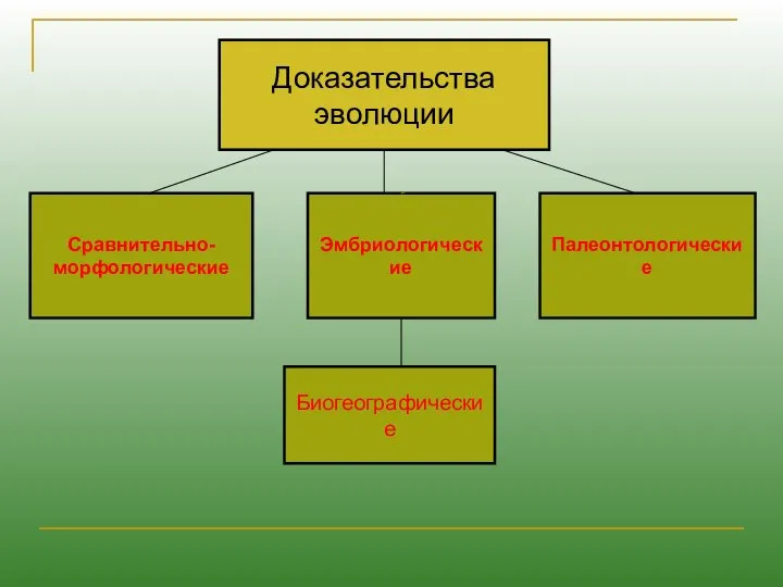 Сравнительно- морфологические Эмбриологические Палеонтологические Биогеографические Доказательства эволюции