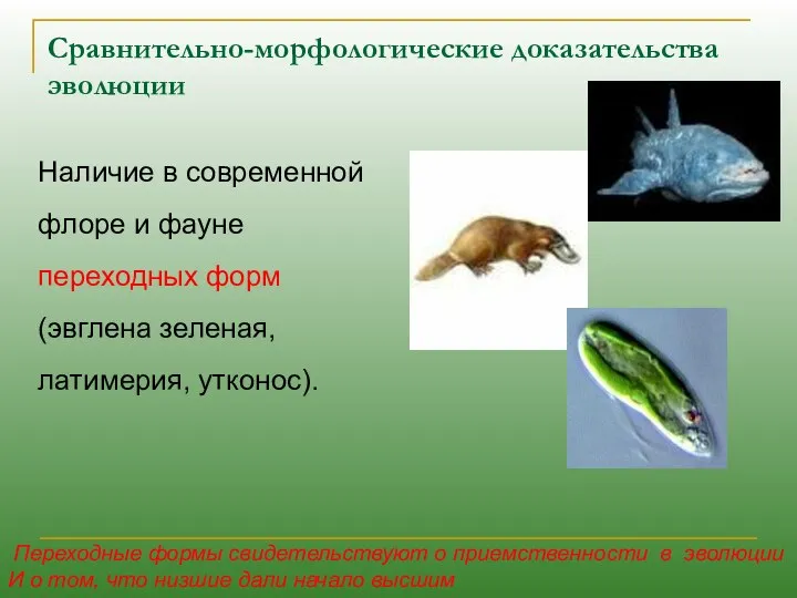 Сравнительно-морфологические доказательства эволюции Наличие в современной флоре и фауне переходных форм