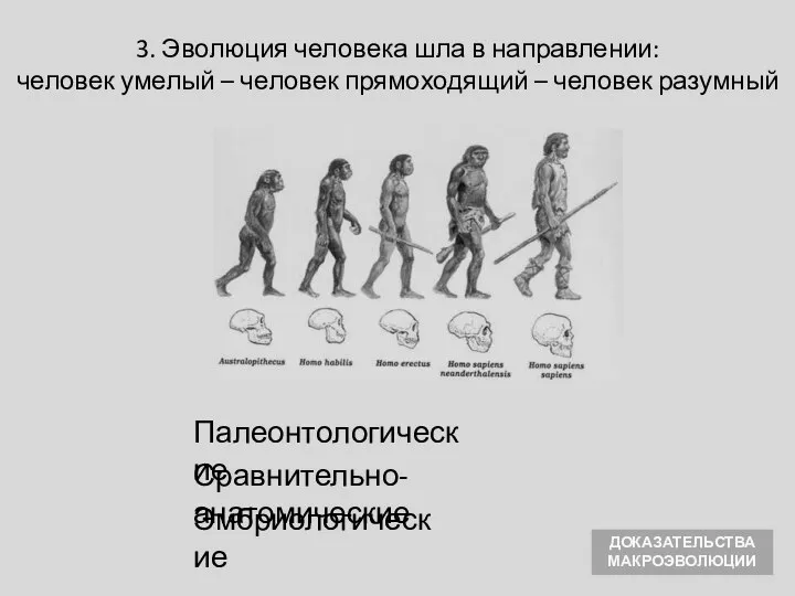 Сравнительно-анатомические Эмбриологические 3. Эволюция человека шла в направлении: человек умелый –