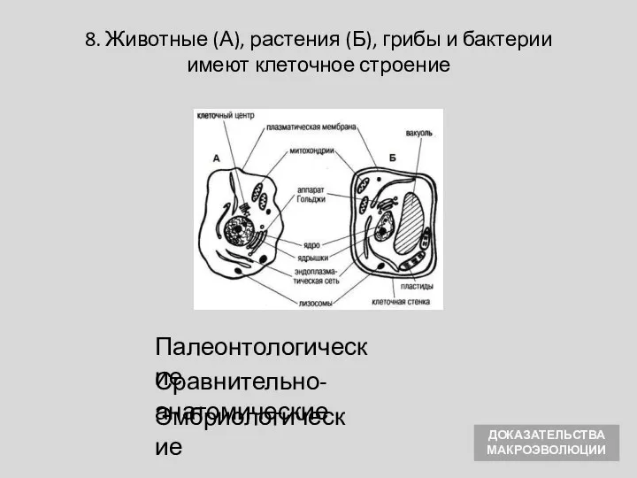 Сравнительно-анатомические Эмбриологические 8. Животные (А), растения (Б), грибы и бактерии имеют клеточное строение Палеонтологические ДОКАЗАТЕЛЬСТВА МАКРОЭВОЛЮЦИИ