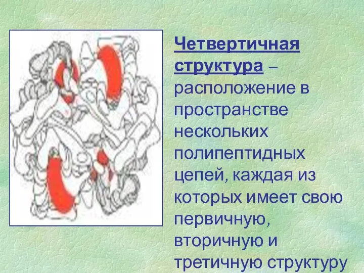 Четвертичная структура – расположение в пространстве нескольких полипептидных цепей, каждая из