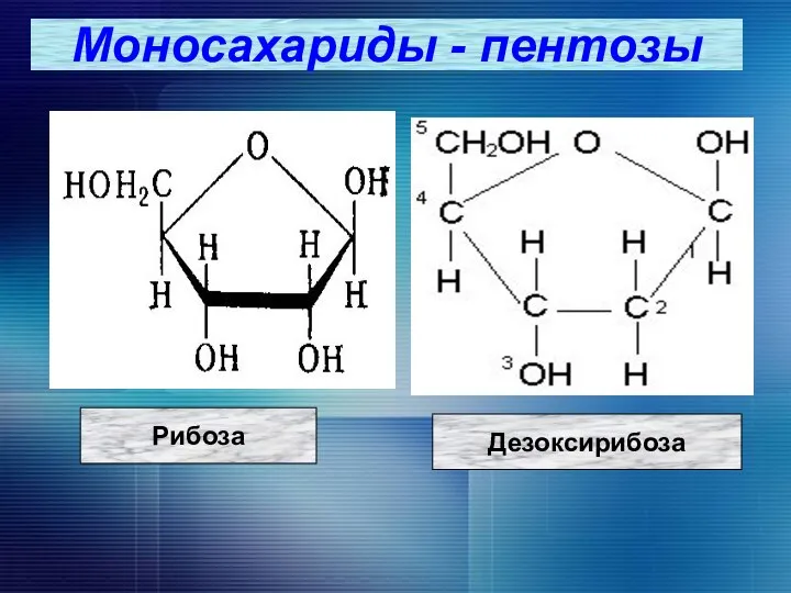 Моносахариды - пентозы Рибоза Дезоксирибоза