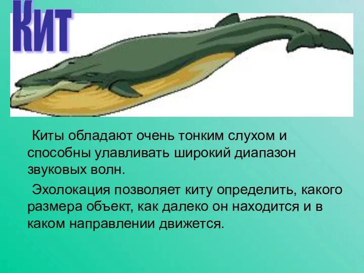 Киты обладают очень тонким слухом и способны улавливать широкий диапазон звуковых