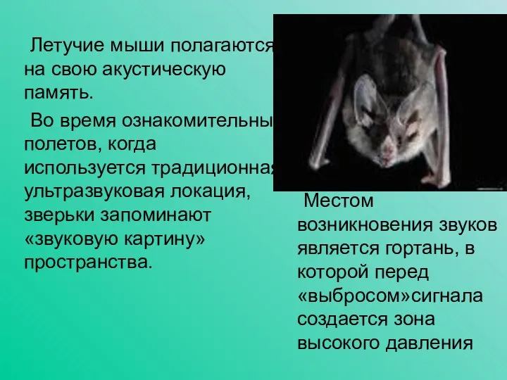 Местом возникновения звуков является гортань, в которой перед «выбросом»сигнала создается зона