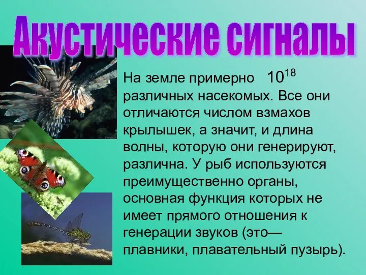 На земле примерно 1018 различных насекомых. Все они отличаются числом взмахов