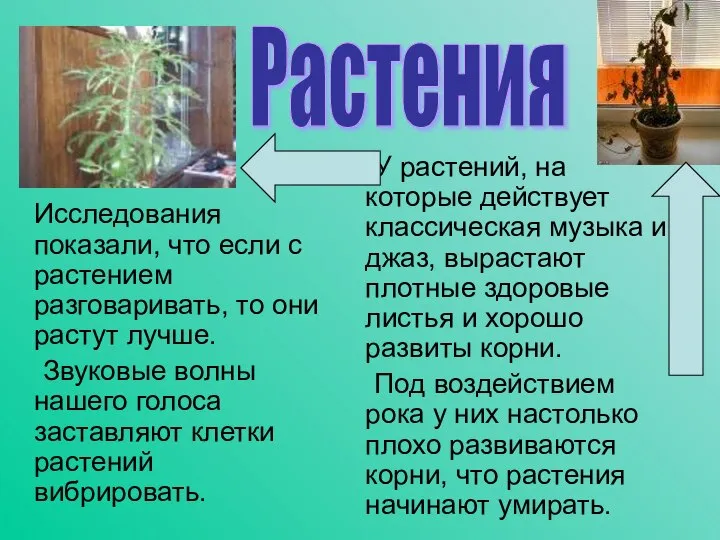 Исследования показали, что если с растением разговаривать, то они растут лучше.