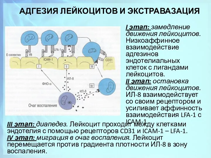 АДГЕЗИЯ ЛЕЙКОЦИТОВ И ЭКСТРАВАЗАЦИЯ I этап: замедление движения лейкоцитов. Низкоаффинное взаимодействие