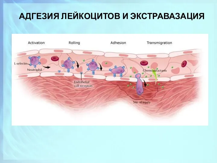 АДГЕЗИЯ ЛЕЙКОЦИТОВ И ЭКСТРАВАЗАЦИЯ