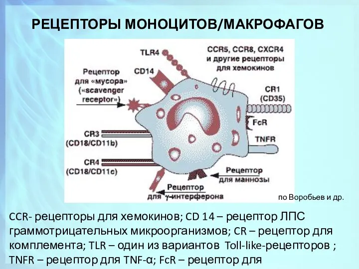 РЕЦЕПТОРЫ МОНОЦИТОВ/МАКРОФАГОВ CCR- рецепторы для хемокинов; CD 14 – рецептор ЛПС