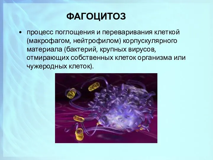 ФАГОЦИТОЗ процесс поглощения и переваривания клеткой (макрофагом, нейтрофилом) корпускулярного материала (бактерий,