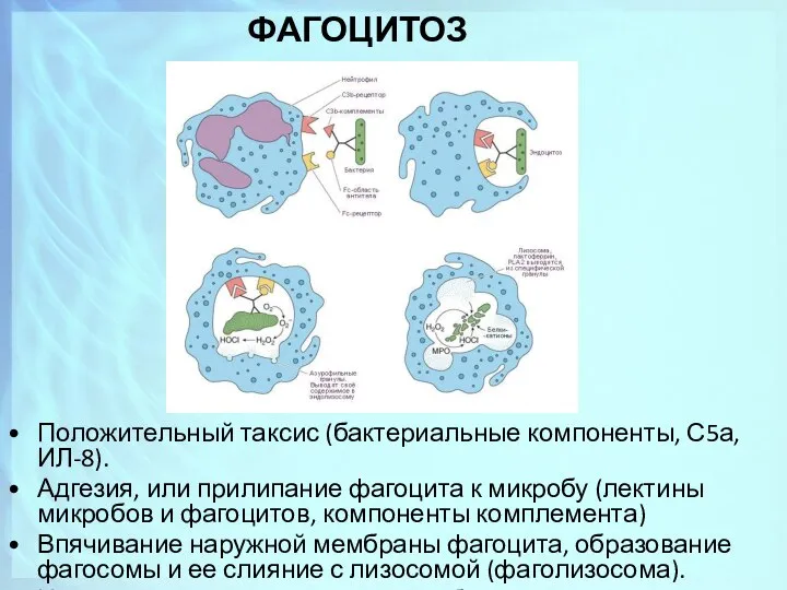 ФАГОЦИТОЗ Положительный таксис (бактериальные компоненты, С5а, ИЛ-8). Адгезия, или прилипание фагоцита